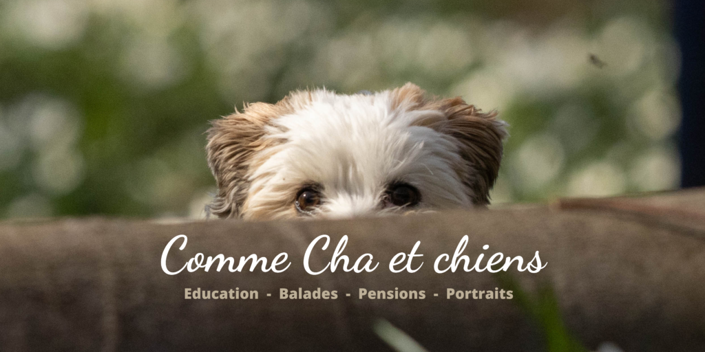 Archives des Crash-Test - Comme Cha et chiens