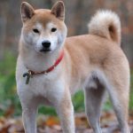 Carma 3 bandes Noël