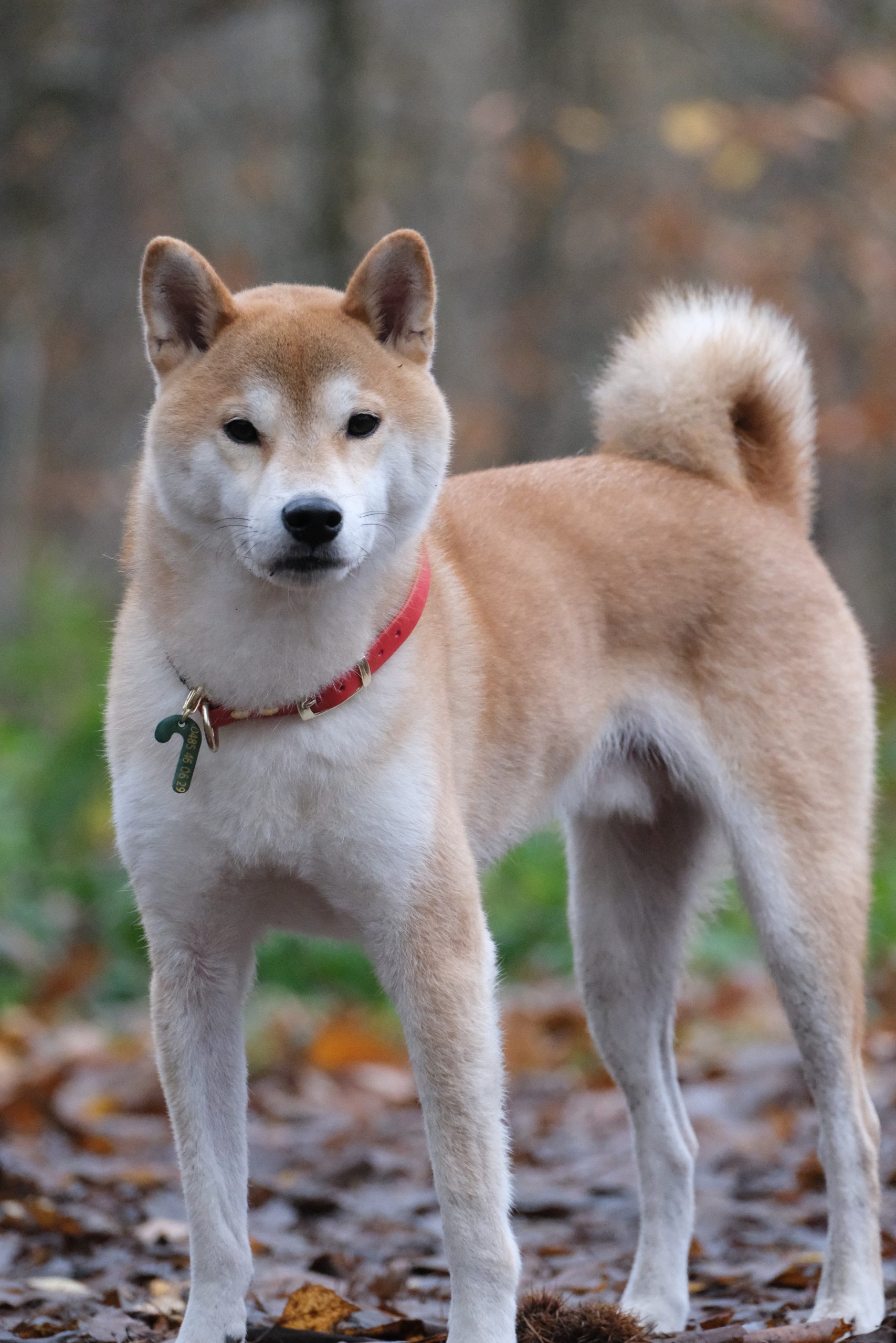 Carma 3 bandes Noël