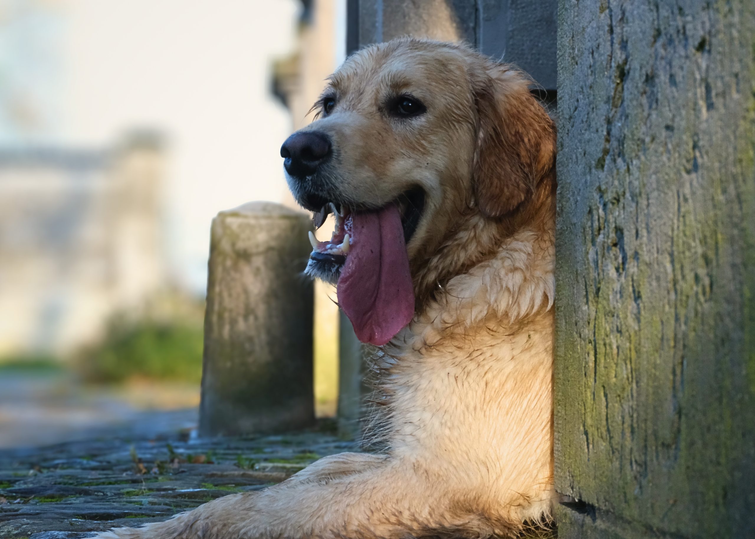 12e2b5e1-a93a-4094-ae2c-1d078e11074f