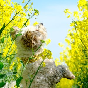 Tournesol
